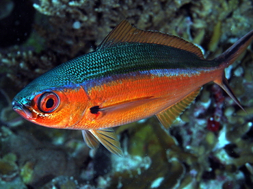 Bluestreak Fusilier - Pterocaesio tile - Palau
