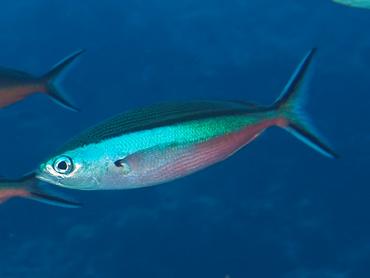 Bluestreak Fusilier - Pterocaesio tile - Komodo, Indonesia