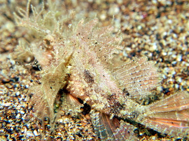 Ambon Scorpionfish - Pteroidichthys amboinensis - Dumaguete, Philippines