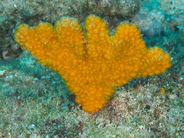 Walper's Branching Sponge - Ptilocaulis walpersii - British Virgin Islands