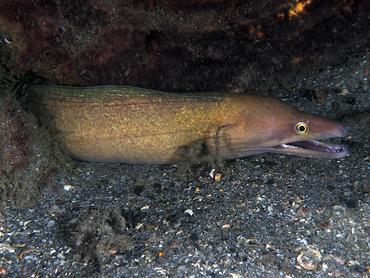 Purplemouth Moray Eel - Gymnothorax vicinus - Blue Heron Bridge, Florida