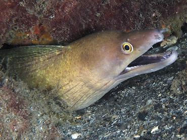 Purplemouth Moray Eel - Gymnothorax vicinus - Blue Heron Bridge, Florida