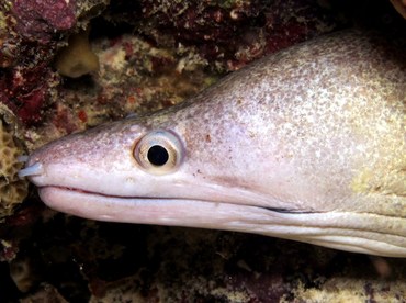 Purplemouth Moray Eel - Gymnothorax vicinus - Bonaire