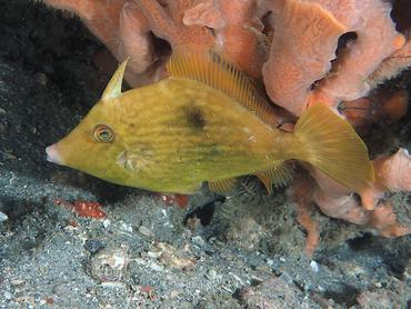 Pygmy Filefish - Stephanolepis setifer - Blue Heron Bridge, Florida