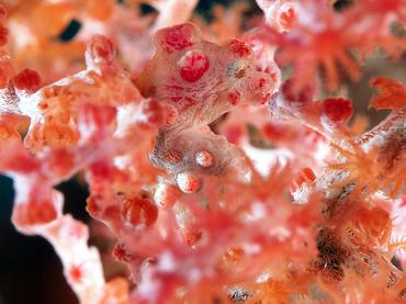 Pygmy Seahorse - Hippocampus bargibanti - Komodo, Indonesia