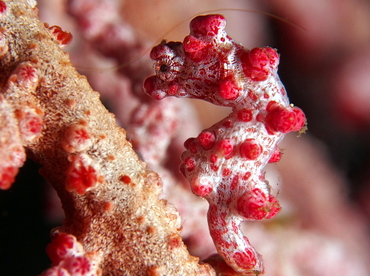 Pygmy Seahorse - Hippocampus bargibanti - Lembeh Strait, Indonesia