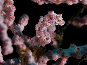 Pygmy Seahorse - Hippocampus bargibanti - Anilao, Philippines