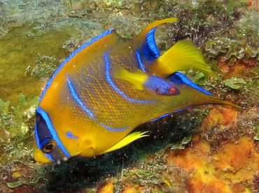 Queen Angelfish - Holacanthus ciliaris - Bonaire