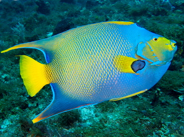 Queen Angelfish - Holacanthus ciliaris - Cozumel, Mexico