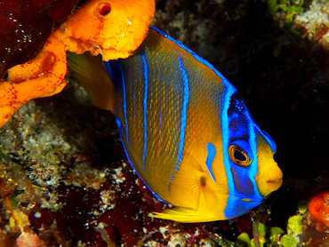 Queen Angelfish - Holacanthus ciliaris - Cozumel, Mexico