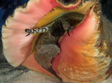 Queen Conch - Aliger gigas - Belize