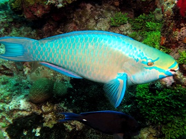Queen Parrotfish - Scarus vetula - Nassau, Bahamas