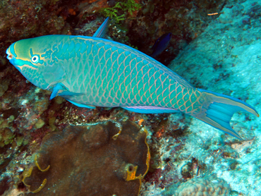Queen Parrotfish - Scarus vetula - Cozumel, Mexico