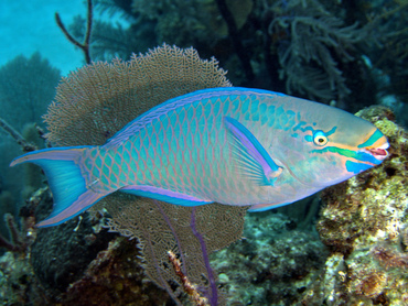 Queen Parrotfish - Scarus vetula - Turks and Caicos