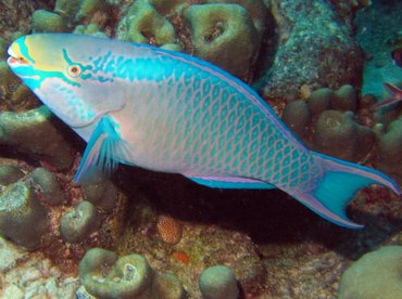 Queen Parrotfish - Scarus vetula - Bonaire