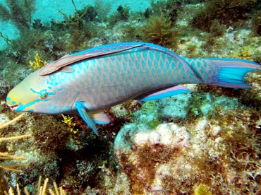 Queen Parrotfish - Scarus vetula - Key Largo, Florida