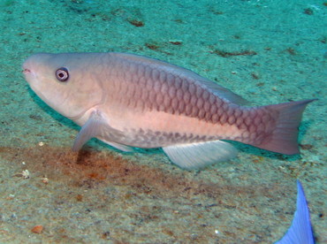Queen Parrotfish - Scarus vetula - Nassau, Bahamas