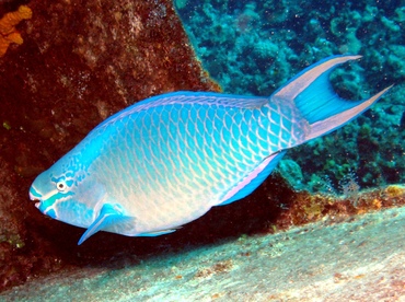 Queen Parrotfish - Scarus vetula - Grand Cayman