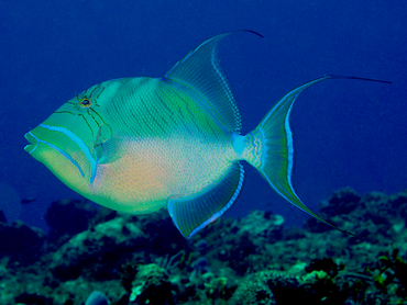 Queen Triggerfish - Balistes vetula - Cozumel, Mexico