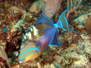 Queen Triggerfish - Balistes vetula - Eleuthera, Bahamas