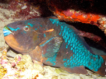 Rainbow Parrotfish - Scarus guacamaia - Grand Cayman