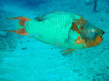 Rainbow Parrotfish - Scarus guacamaia - Grand Cayman