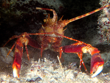 Red Banded Lobster - Justitia longimanus - Turks and Caicos