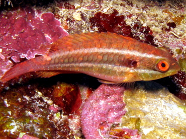 Redband Parrotfish - Sparisoma aurofrenatum - Belize