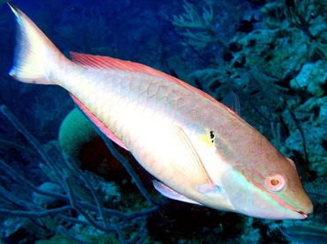 Redband Parrotfish - Sparisoma aurofrenatum - Nassau, Bahamas