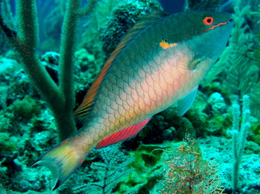 Redband Parrotfish - Sparisoma aurofrenatum - The Exumas, Bahamas