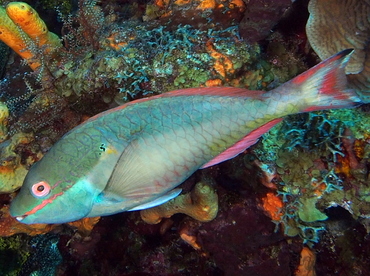 Redband Parrotfish - Sparisoma aurofrenatum - Cozumel, Mexico