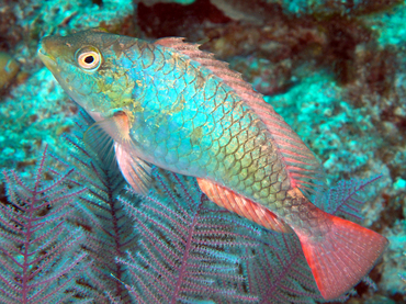 Redband Parrotfish - Sparisoma aurofrenatum - Turks and Caicos