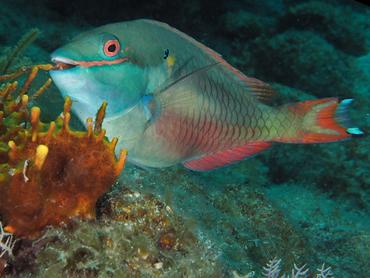 Redband Parrotfish - Sparisoma aurofrenatum - British Virgin Islands