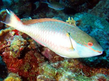 Redband Parrotfish - Sparisoma aurofrenatum - Bonaire