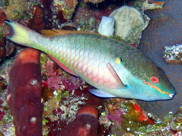 Redband Parrotfish - Sparisoma aurofrenatum - Turks and Caicos