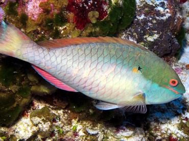 Redband Parrotfish - Sparisoma aurofrenatum - Cozumel, Mexico