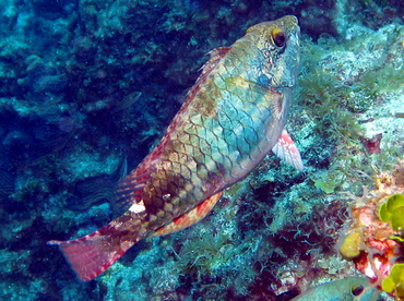 Redband Parrotfish - Sparisoma aurofrenatum - Grand Cayman