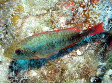 Redband Parrotfish - Sparisoma aurofrenatum - Nassau, Bahamas