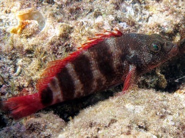 Redbarred Hawkfish - Cirrhitops fasciatus - Maui, Hawaii