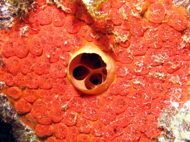 Red Boring Sponge - Cliona delitrix - Grand Cayman