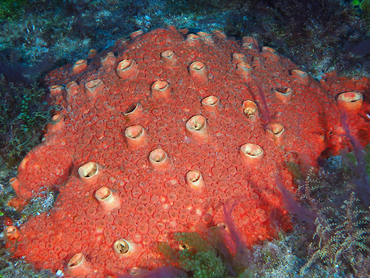 Red Boring Sponge - Cliona delitrix - Palm Beach, Florida