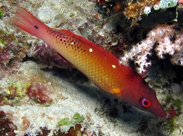 Redfin Hogfish - Bodianus dictynna - Palau