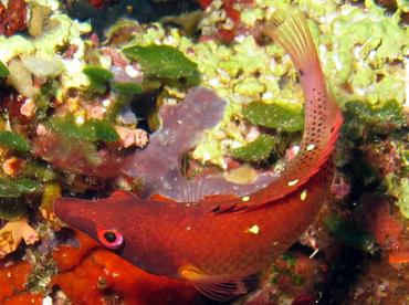 Redfin Hogfish - Bodianus dictynna - Palau