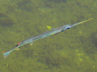 Redfin Needlefish - Strongylura notata - Key Largo, Florida