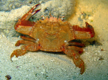 Redhair Swimming Crab - Achelous ordwayi - Belize