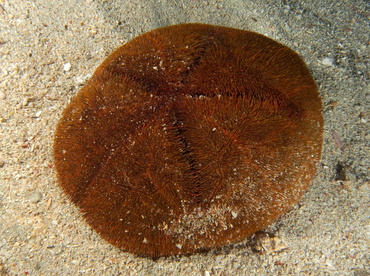 Red Heart Urchin - Meoma ventricosa - Palm Beach, Florida