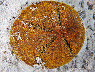Red Heart Urchin - Meoma ventricosa - Bonaire