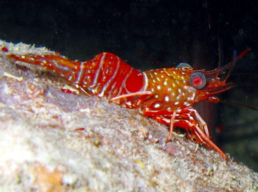 Red Night Shrimp - Cinetorhynchus manningi - Belize