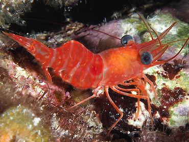 Red Night Shrimp - Cinetorhynchus manningi - Turks and Caicos