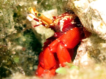 Red Reef Hermit Crab - Paguristes cadenati - Bonaire